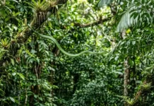 La serpiente que 'nada' en el aire: el vuelo oculto de la Amazonía Cobra voadora da Amazônia revela segredos de voo para ciência