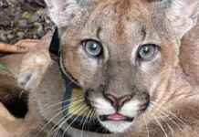 Onça-parda supera onça-pintada em distribuição, mas enfrenta crise de habitat Foto: Diogo Lagroteria.