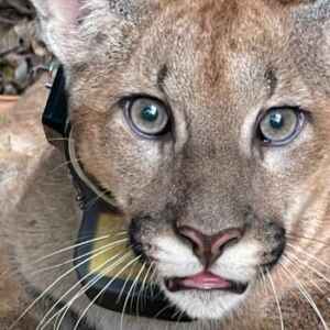 Onça-parda supera onça-pintada em distribuição, mas enfrenta crise de habitat Foto: Diogo Lagroteria.