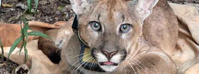 Foto: Diogo Lagroteria.