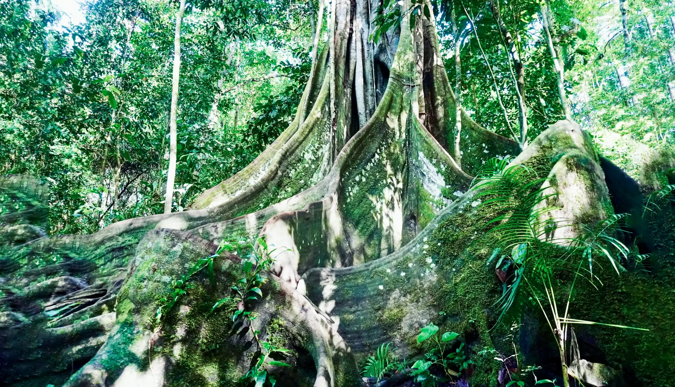 Os troncos das árvores na Amazônia estão ficando 3,3% mais grossos a cada década, à medida que as plantas absorvem dióxido de carbono extra, o que sugere que elas são mais resistentes ao aquecimento global do que se pensava anteriormente