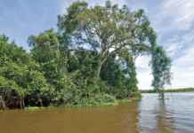 Preservar o Pantanal agora gera renda direta para o produtor rural Reprodução - WWF