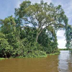 Preservar o Pantanal agora gera renda direta para o produtor rural Reprodução - WWF