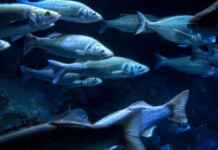 Declínio de 91% nos peixes migratórios acende alerta vermelho na América Latina Foto: Envato