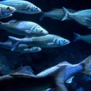 Declínio de 91% nos peixes migratórios acende alerta vermelho na América Latina Foto: Envato