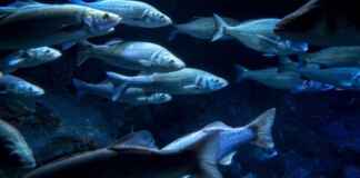 Declínio de 91% nos peixes migratórios acende alerta vermelho na América Latina Foto: Envato