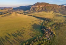 El carbono oculto del Cerrado supera seis veces la Amazonía Pesquisa transforma o que antes era visto como uma paisagem sazonalmente seca em um cofre climático gigantesco