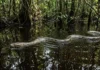 A guardiã das águas e o verdadeiro papel da sucuri no ecossistema Por que a sucuri é vital para o equilíbrio dos rios