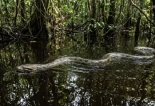 La anaconda verde, guardiana silenciosa de las aguas de la Amazonía Por que a sucuri é vital para o equilíbrio dos rios
