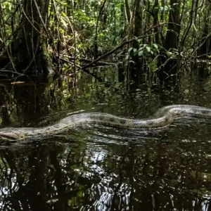 A guardiã das águas e o verdadeiro papel da sucuri no ecossistema Por que a sucuri é vital para o equilíbrio dos rios