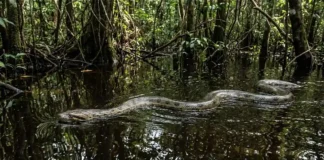 A guardiã das águas e o verdadeiro papel da sucuri no ecossistema Por que a sucuri é vital para o equilíbrio dos rios