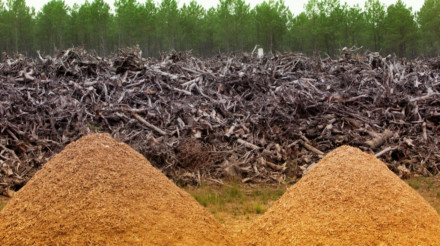 Resíduos florestais. Fonte: Forestcorte