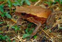 Veneno de sapo amazônico revela escudo biológico contra superbactérias Reprodução