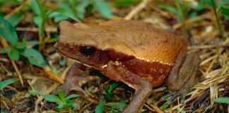 Veneno de sapo amazônico revela escudo biológico contra superbactérias Reprodução