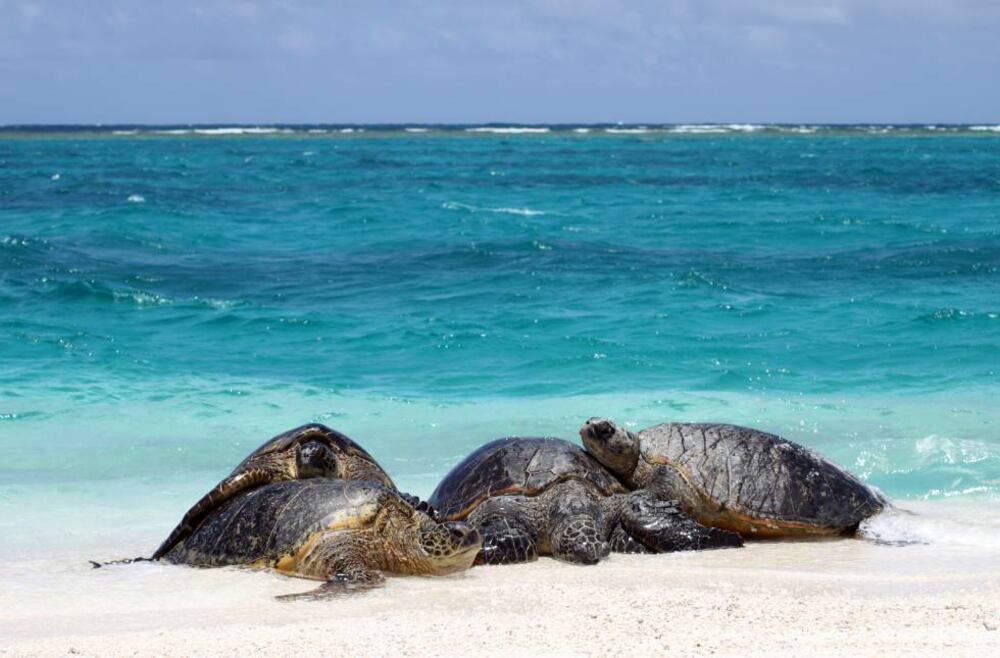 TE22X4MMEWVDBZABYC3VPNBMUE