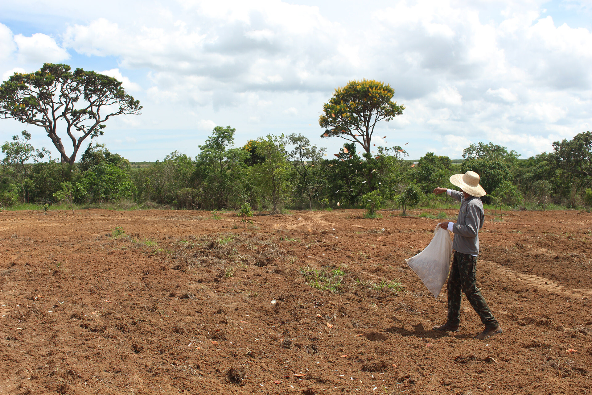 Verde Novo Sementes 1 Divulgacao