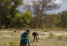 Fundo Flora investe R$ 18 milhões para recuperar 1.500 hectares de floresta no Pará Divulgação
