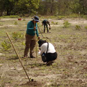 Fundo Flora investe R$ 18 milhões para recuperar 1.500 hectares de floresta no Pará Divulgação