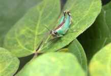 BioDossel e BioInsecta são a força-tarefa genética para catalogar o invisível Reprodução - BioInsecta