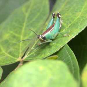 BioDossel e BioInsecta são a força-tarefa genética para catalogar o invisível Reprodução - BioInsecta