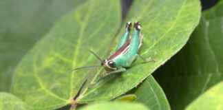 BioDossel e BioInsecta são a força-tarefa genética para catalogar o invisível Reprodução - BioInsecta
