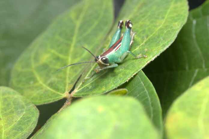 Reprodução - BioInsecta