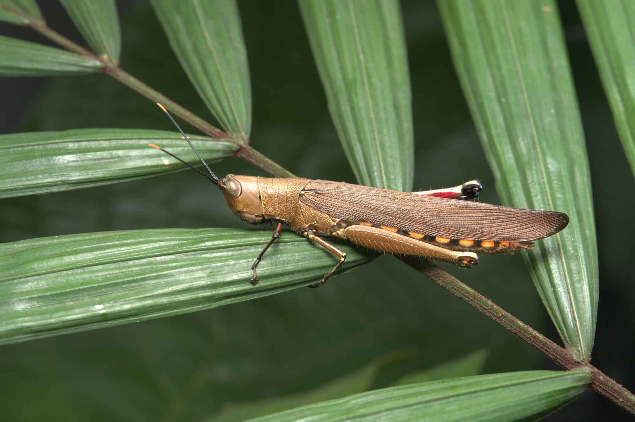 Reprodução - BioInsecta e Biodossel