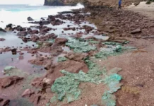 Plástico vira pedra e infiltra ninhos de tartarugas no Atlântico Sul Foto: Fernanda Avelar Santos/Divulgação