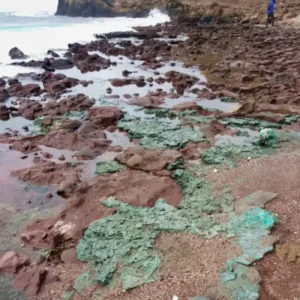 Plástico vira pedra e infiltra ninhos de tartarugas no Atlântico Sul Foto: Fernanda Avelar Santos/Divulgação