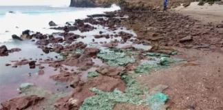 Plástico vira pedra e infiltra ninhos de tartarugas no Atlântico Sul Foto: Fernanda Avelar Santos/Divulgação