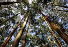 Abandono de plantios de eucalipto é mapeado com precisão de 94% por IA Foto: Arjun Valiya Parambathu