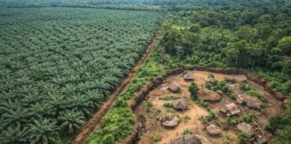 O colapso da gigante do dendê que espalhou guerra e dívidas bilionárias na Amazônia