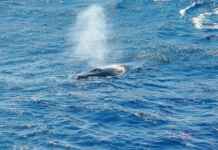 Grande Buraco Azul visto do espaço parece respiradouro de baleia gigante foto: GEMM Lagos