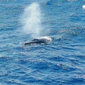 Grande Buraco Azul visto do espaço parece respiradouro de baleia gigante foto: GEMM Lagos