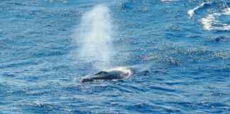 Grande Buraco Azul visto do espaço parece respiradouro de baleia gigante foto: GEMM Lagos