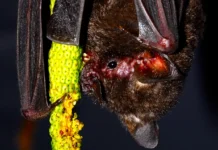 Mudanças climáticas podem reduzir drasticamente áreas de morcegos Reprodução - NeoBat