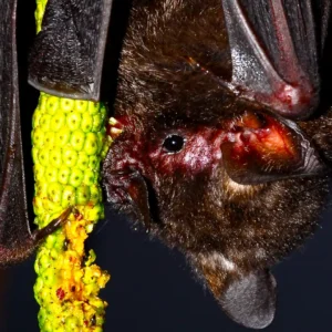 Mudanças climáticas podem reduzir drasticamente áreas de morcegos Reprodução - NeoBat