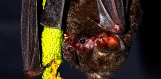 Mudanças climáticas podem reduzir drasticamente áreas de morcegos Reprodução - NeoBat