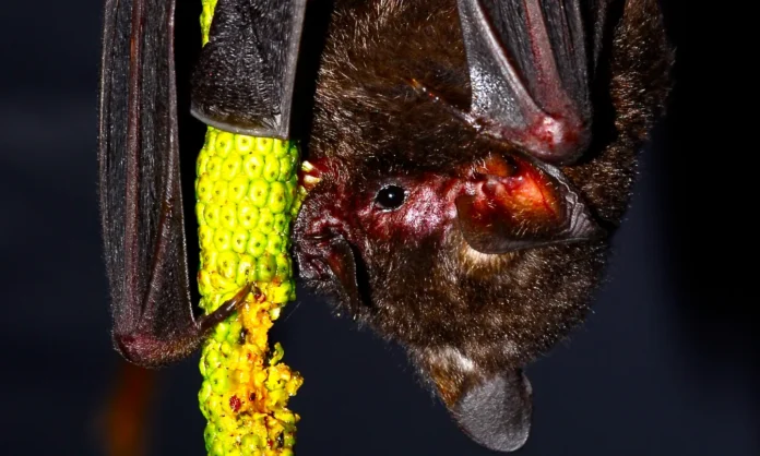 Reprodução - NeoBat