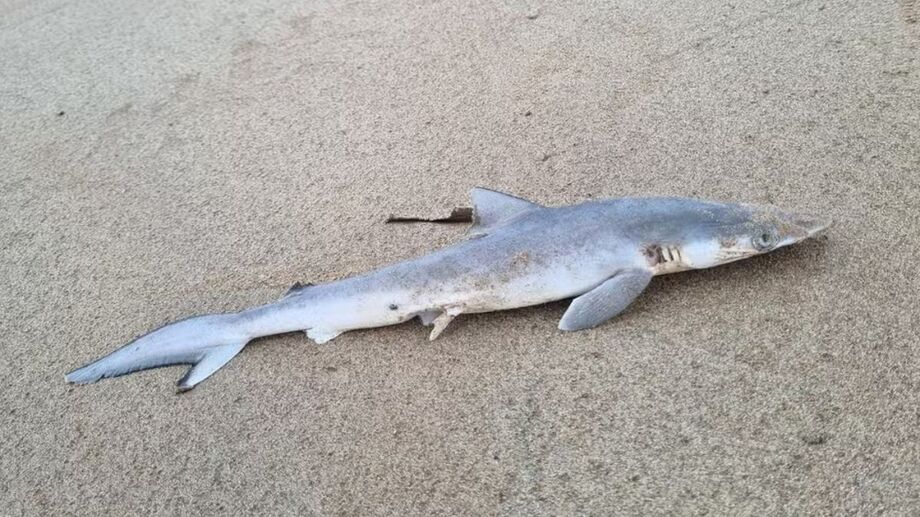 Foto: Rosa Laura/biodiversity4all