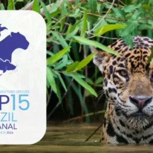 Campo Grande sedia conferência da ONU sobre espécies migratórias em março