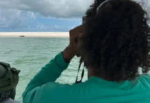 Especialistas explicam processo de muda de pelagem em elefante-marinho © Instituto Biota de Conservação/Divulgação