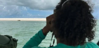 Especialistas explicam processo de muda de pelagem em elefante-marinho © Instituto Biota de Conservação/Divulgação