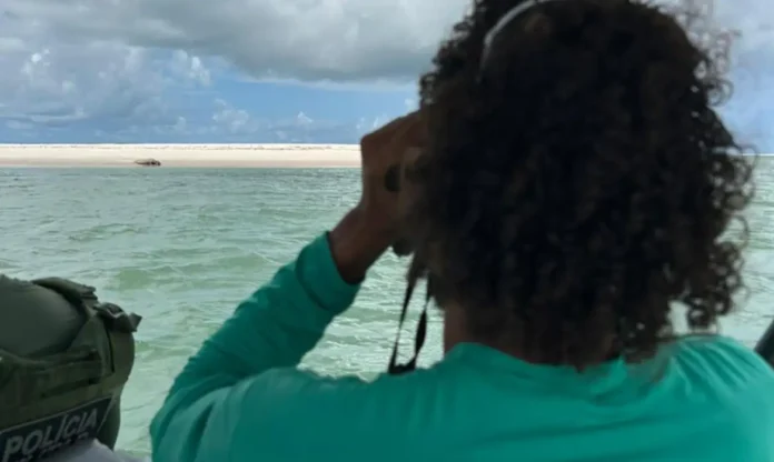 elefante-marinho_avistado © Instituto Biota de Conservação/Divulgação