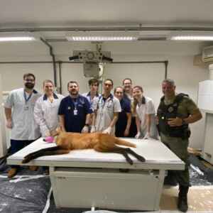 Rio de Janeiro lança REAFS e investe R$ 100 milhões em rede para fauna silvestre Foto: Grupo Integrado