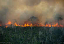 Mudança climática e queimadas deslocam nuvem de fumaça para o leste da Amazônia Reprodução - Amazônia Real