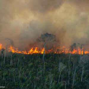 Mudança climática e queimadas deslocam nuvem de fumaça para o leste da Amazônia Reprodução - Amazônia Real