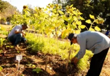 Agricultura urbana ganha força e transforma periferias brasileiras Reprodução - FEAC