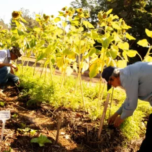 Agricultura urbana ganha força e transforma periferias brasileiras Reprodução - FEAC