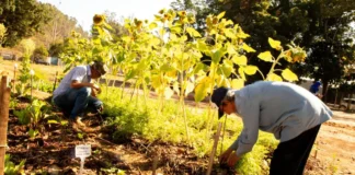 Agricultura urbana ganha força e transforma periferias brasileiras Reprodução - FEAC